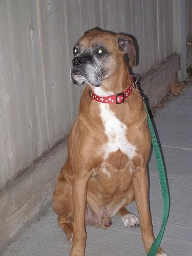 Bruno the Boxer