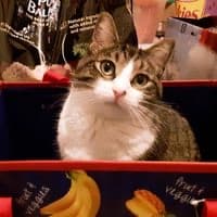 Mabel the Tabby cat