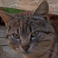 Winston the Tabby cat