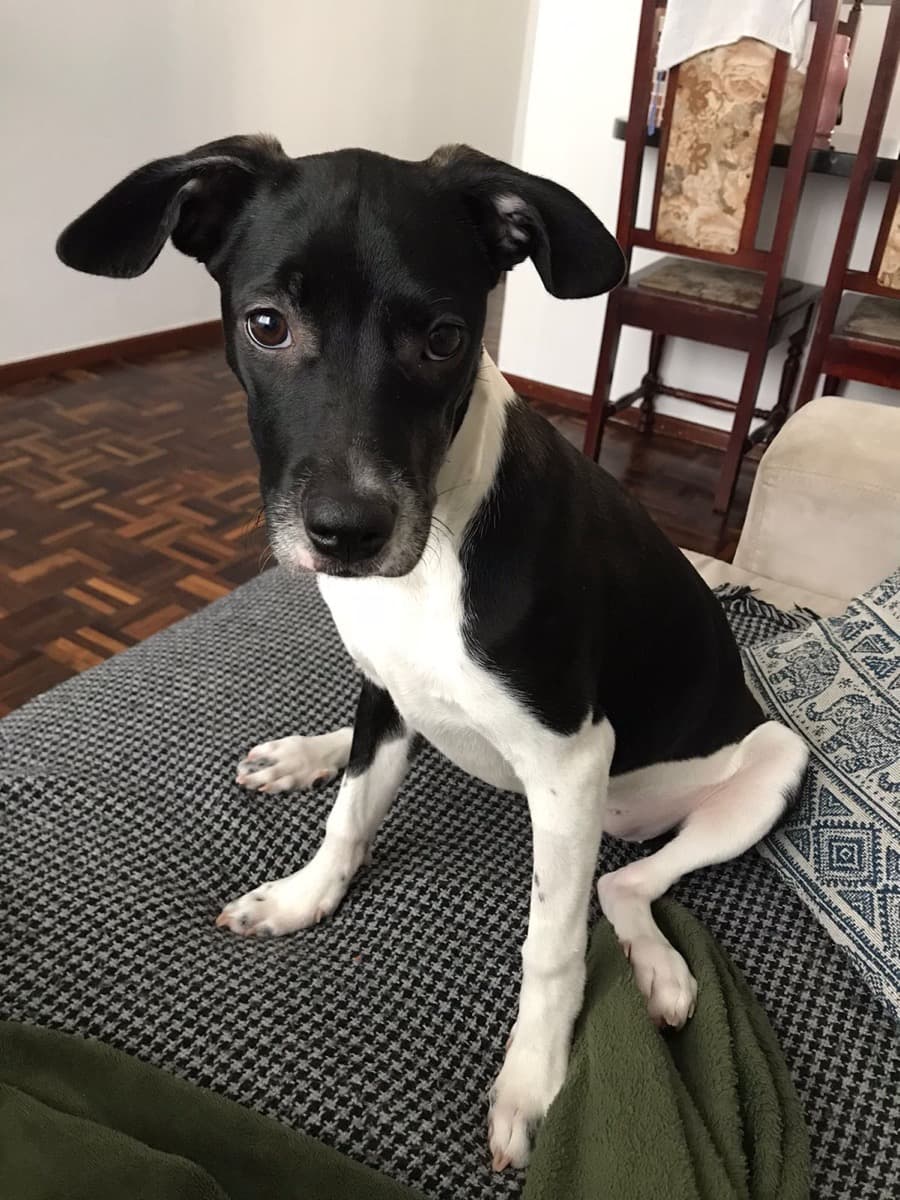 Domino the Mixed breed