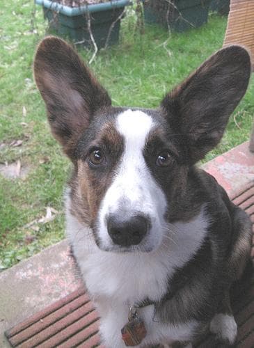 Noodle the Corgi