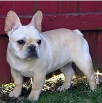 Pearl the French bulldog