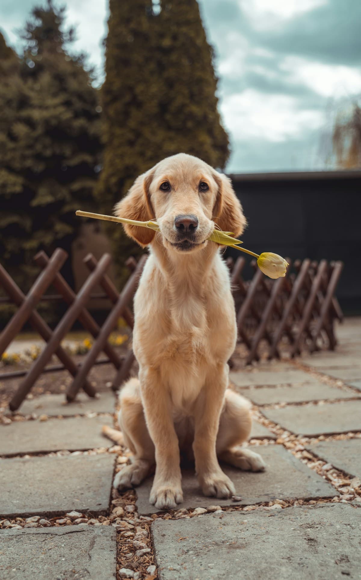 Barnaby the Golden retriever
