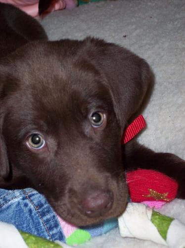 Coco the Labrador puppy