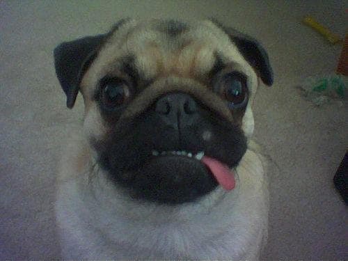 Biscuit the Pug