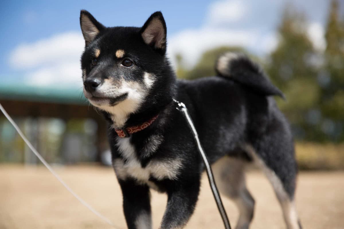 Momo the Shiba inu