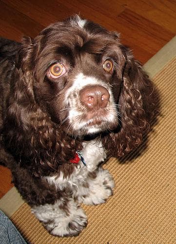Rosie the Cocker spaniel