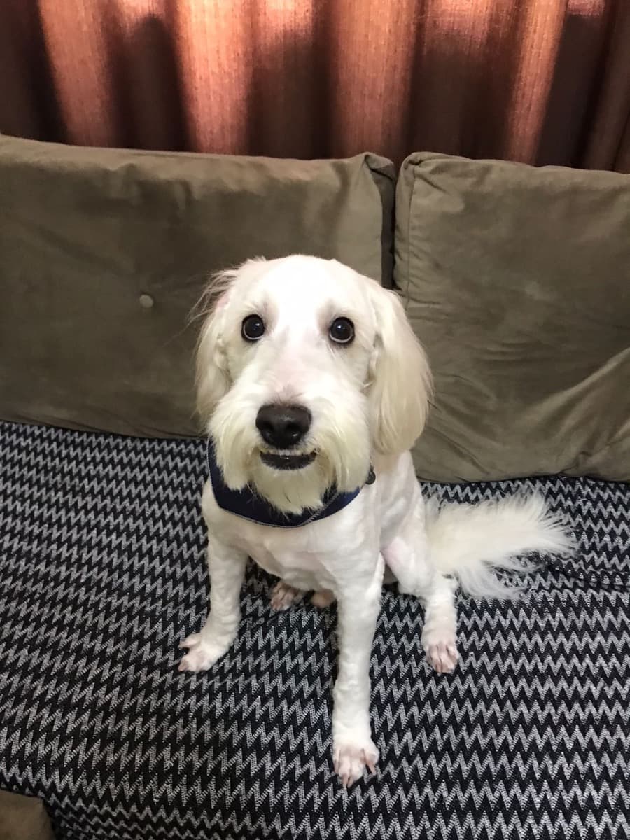 Pip the Cockapoo