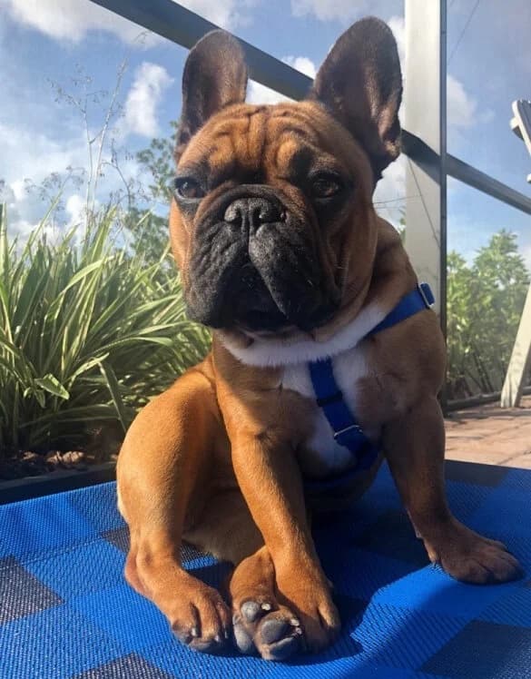 Otto the French bulldog